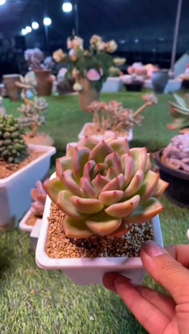 0479aa（满28包邮发货）