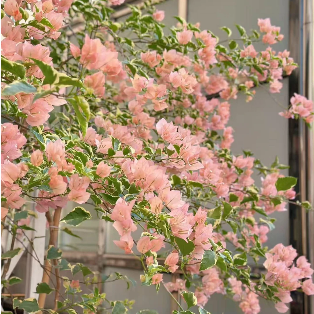 「嫁接马斯」三角梅庭院盆栽阳台爬藤植物