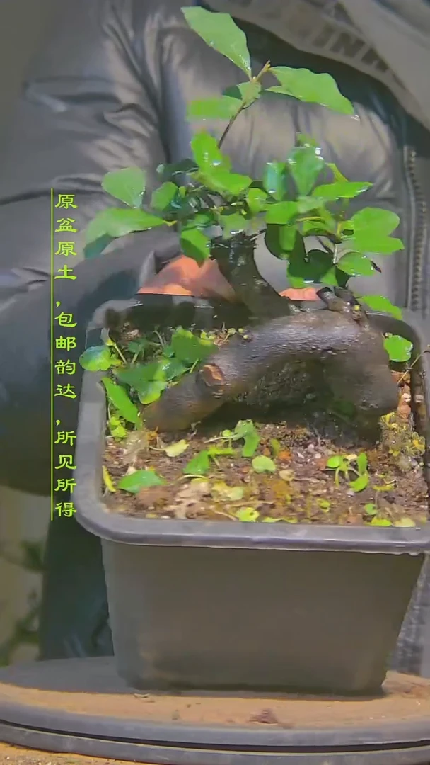 【闪购商品】金弹子