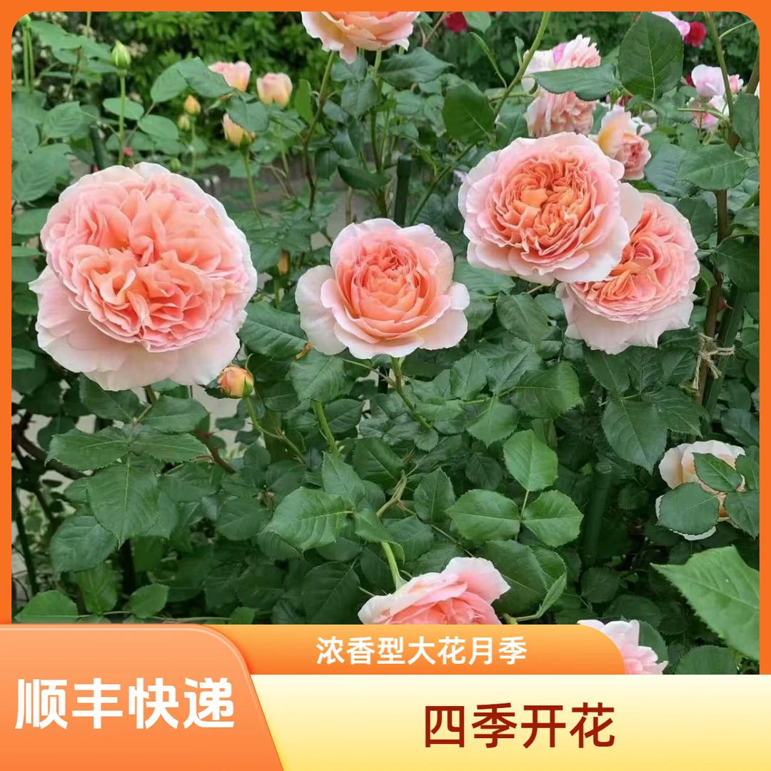 【顺丰包邮】亚伯拉罕爬藤月季花多季节重复开花大花品种浓香型月季