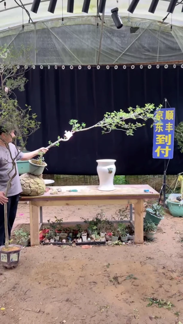 当前无花朵，栽培后可花朵老*翰海岛栀子花