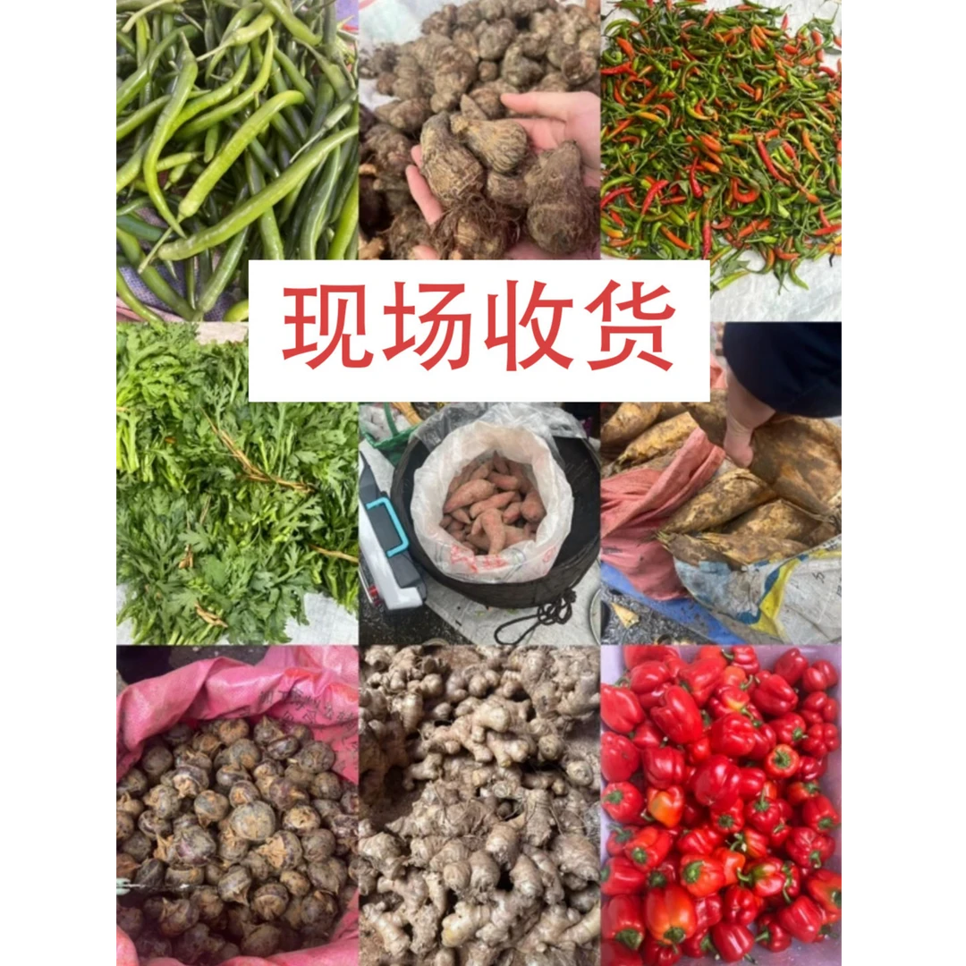 【现场收货】赶集专属当季蔬菜农家现场一物一拍现称新鲜