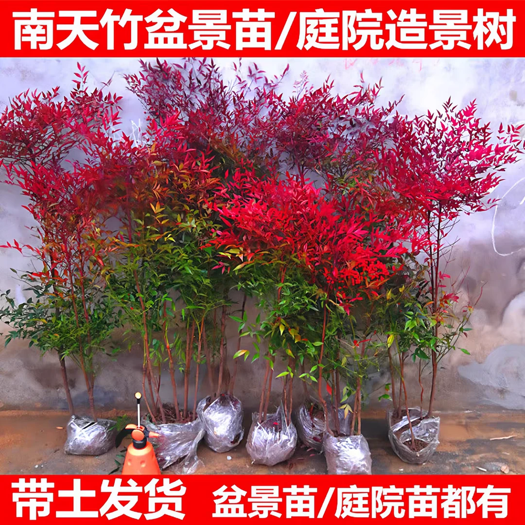 南天竹盆栽树苗火焰南天竹室内老桩盆景室外庭院耐寒