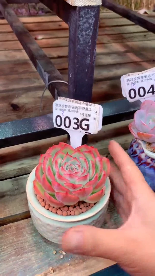 003G（一物一拍实付满28发货，默认不带盆土）