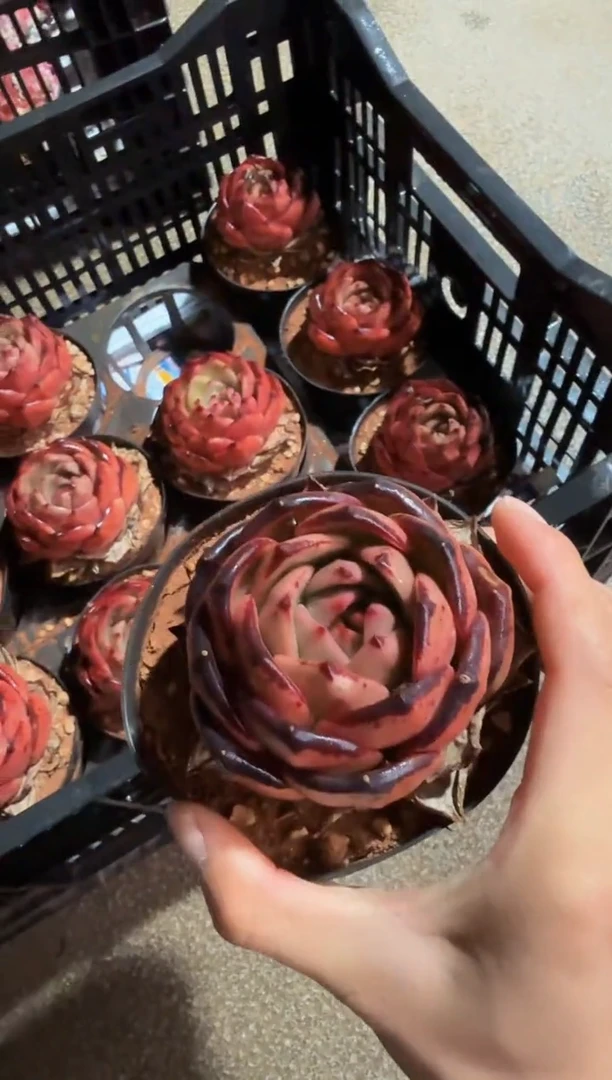 110#约瑟芬单头（4-6cm）脱土