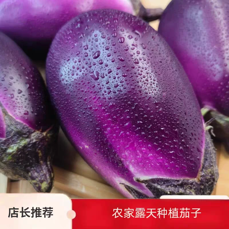 贵州特产新鲜蔬菜露天【当季农家精品茄子】现摘现发嫩茄子紫茄子