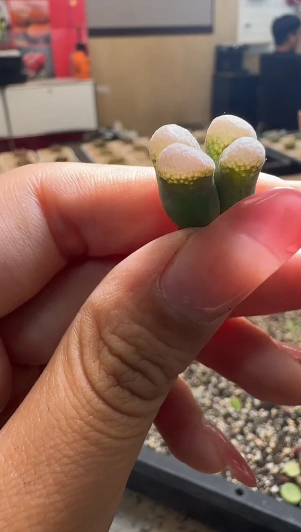29-206多肉植物肉锥