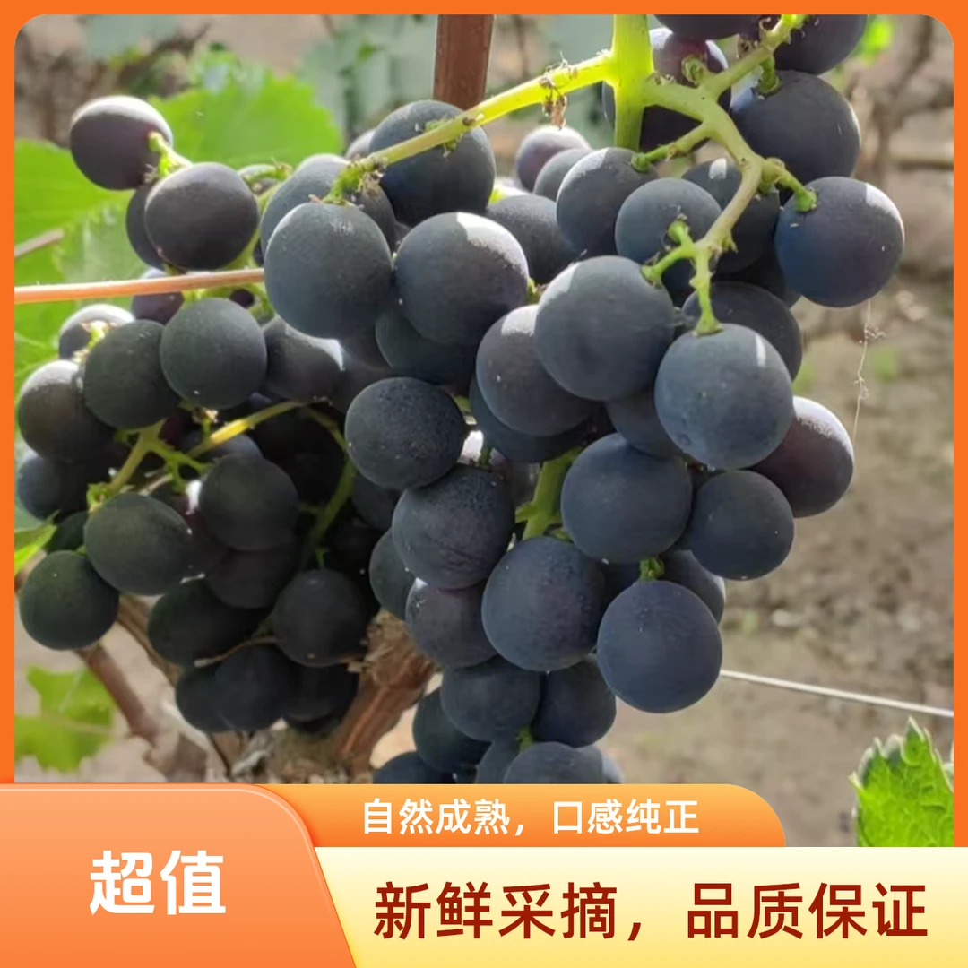 山西清徐本地【玫瑰香葡萄】现摘现发当季葡萄1-5斤新鲜山西省