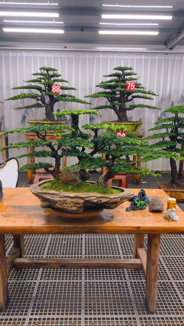无花朵小**刀精品盆景直播间一物一拍