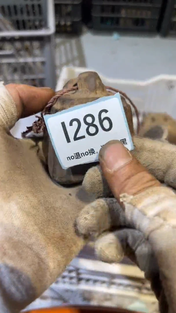 陶瓷柿**主跳直播链接火爆热卖