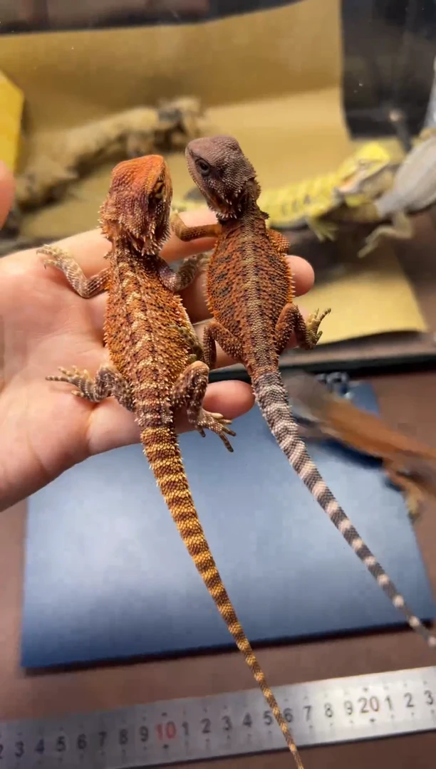 鬃狮蜥600元鬃狮蜥专拍