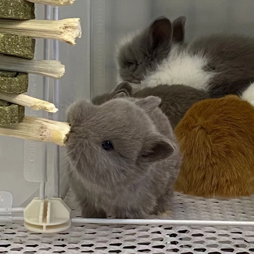 侏儒兔垂耳兔猫猫兔兔子活体小型茶杯兔迷你宠物包邮