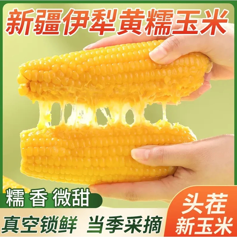 【试吃2根品质说话】新疆黄糯玉米微甜糯8根真空包装早餐即食新茬