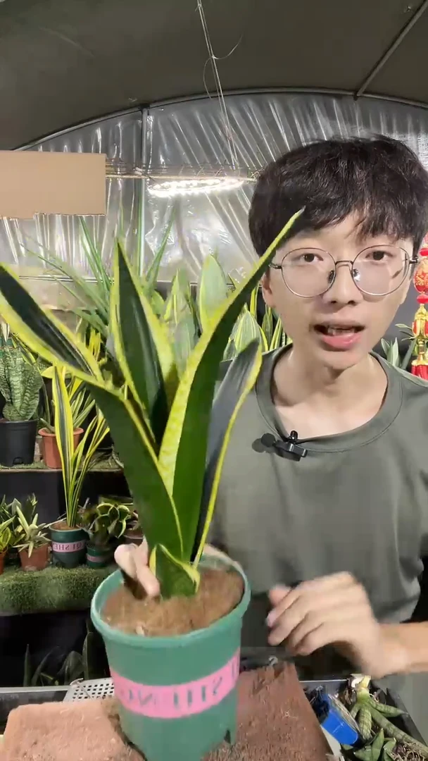 霸王兰带盆土12.8