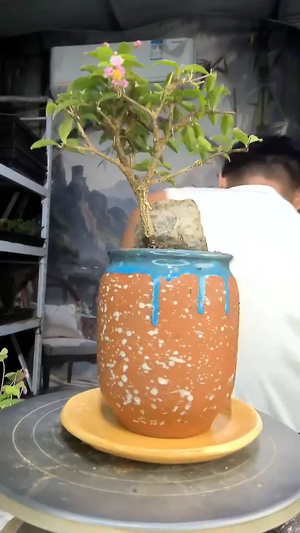 吳**虑中青园艺一物一拍30