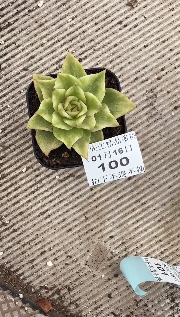 【闪购商品】0116-100黄金棚锦（泡芙专拍）