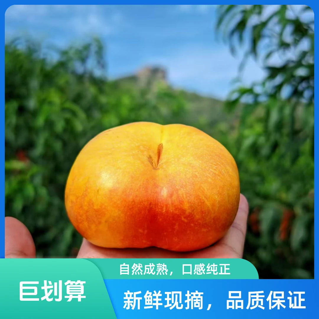【今天拍明天到】山东蒙阴彩虹油蟠桃桃子 软硬两吃 软吃更甜 香甜爆汁 凌晨采摘当天发货桃子同城送山东省