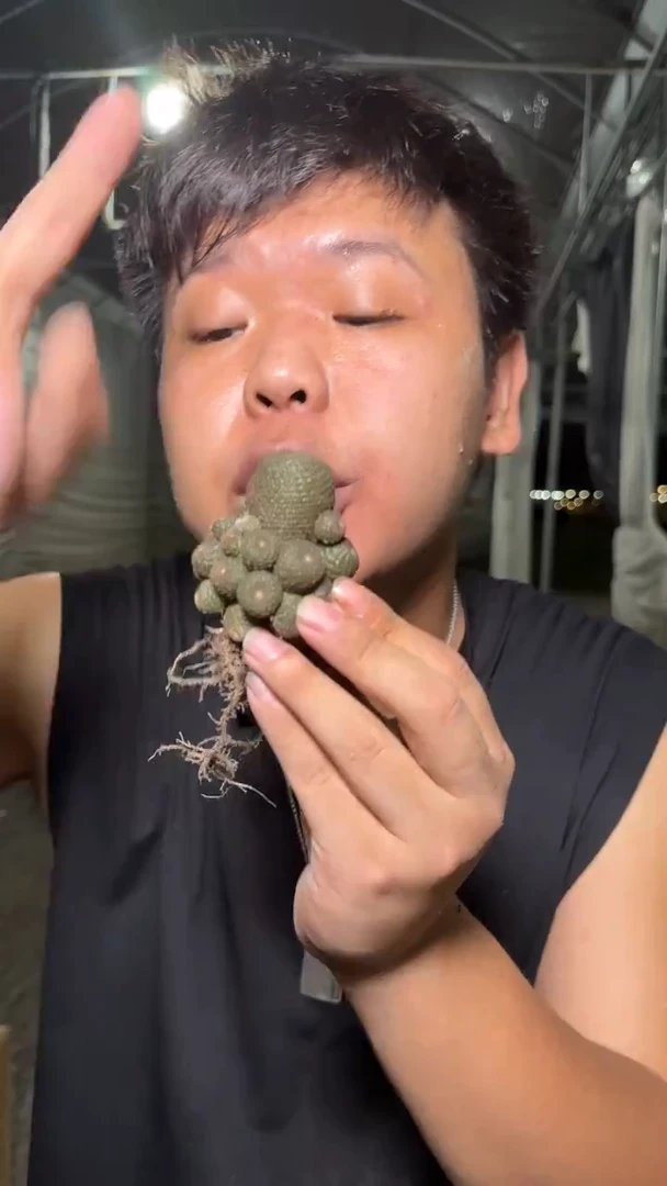 多头群生 橙宝山 带根