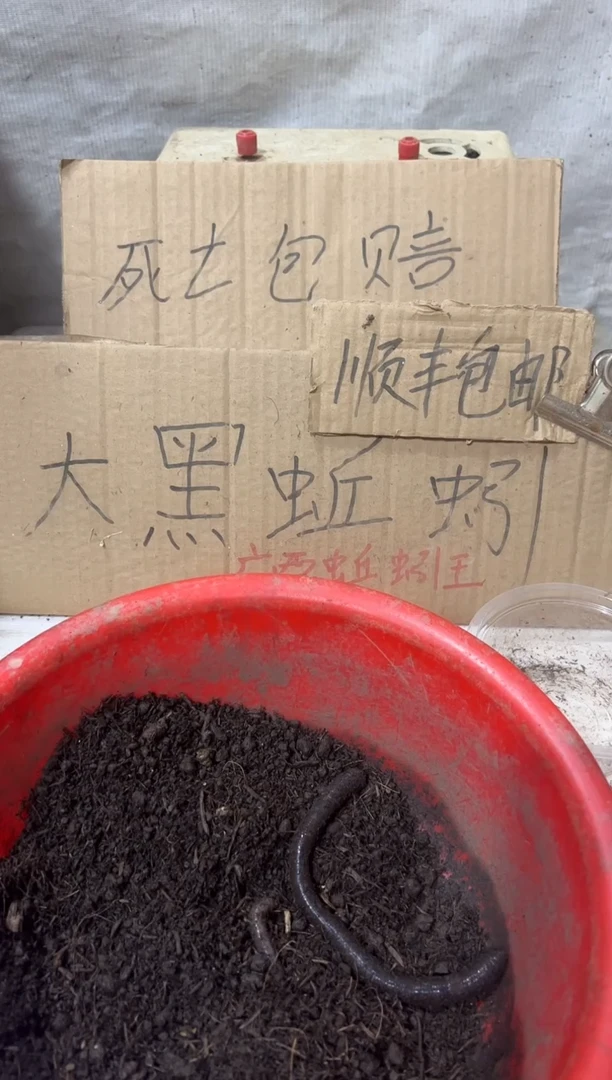 广西广地龙黑蚯蚓一斤