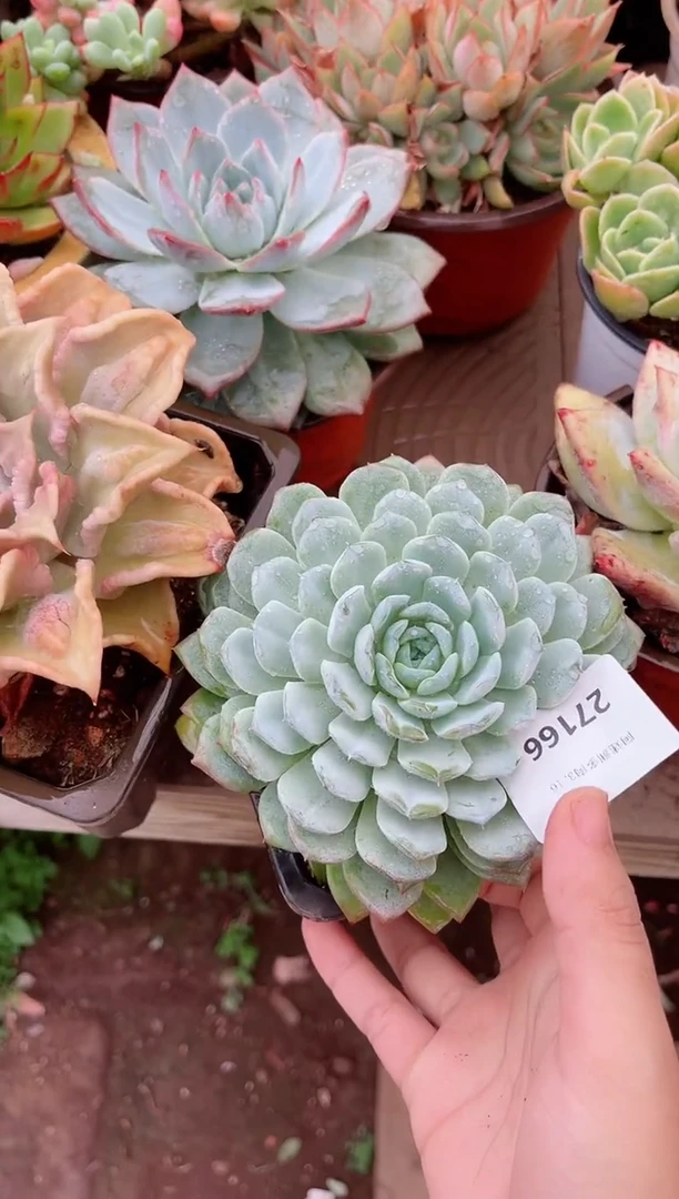 哈*豆多肉植物一物一拍27166