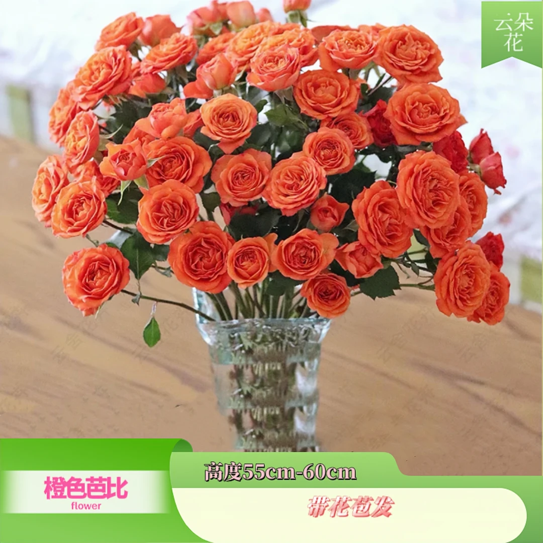 【橙色芭比】云南基地直发多头玫瑰家用鲜切花鲜花包邮发货