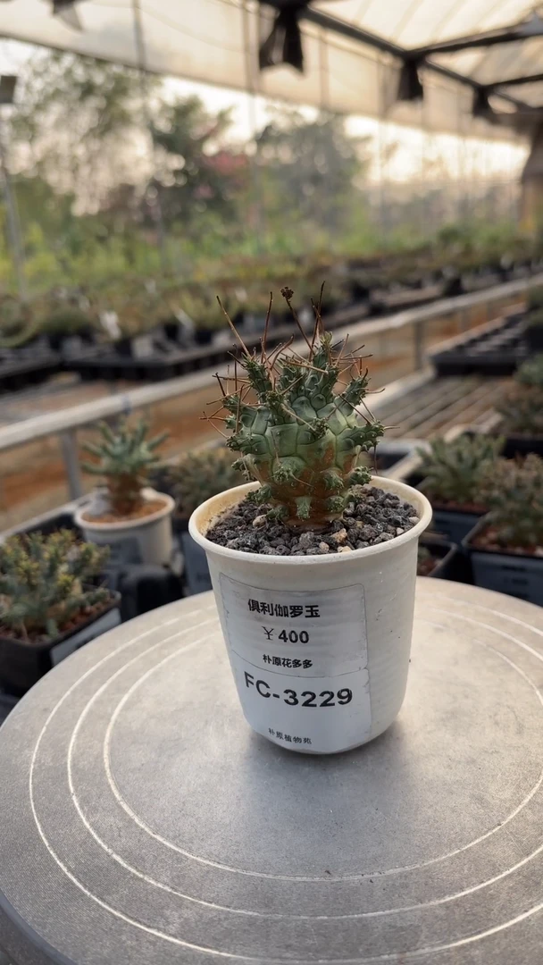 俱利伽罗玉FC-3229