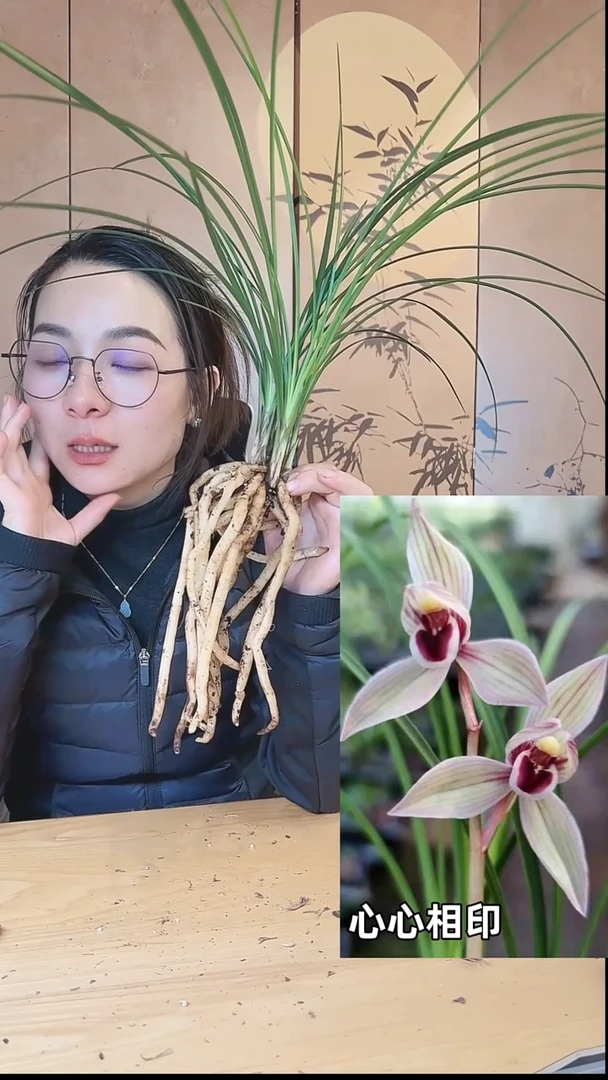 当前无花栽培后可以开花：心心相印