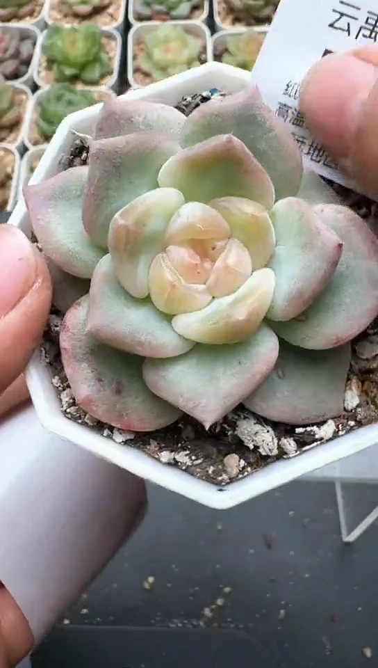 728F云禹多肉植物 默认脱土纸巾打包 3颗包邮