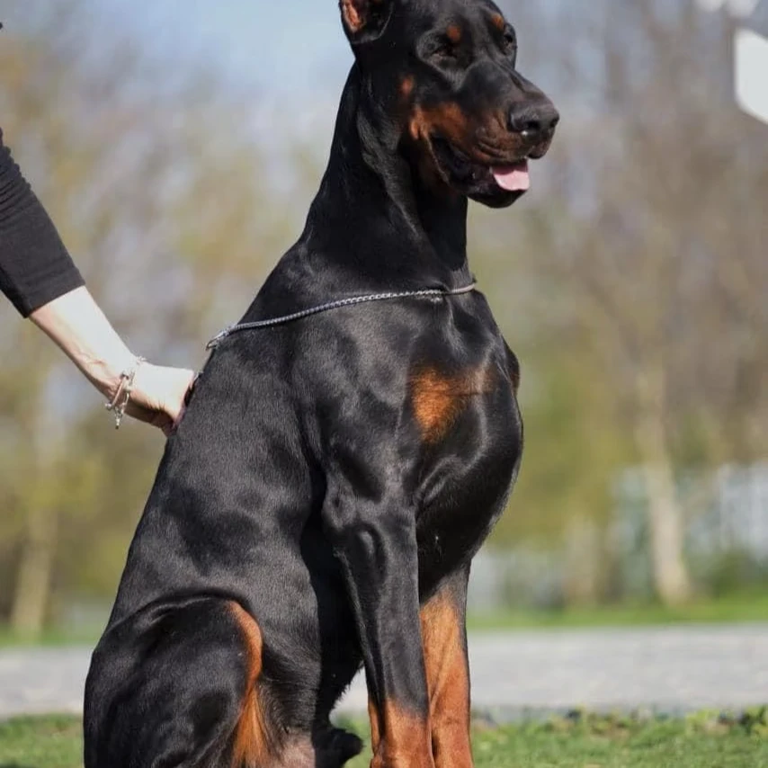 金巴杜宾犬舍宠物狗狗高级宠物伴侣犬大型犬宠物