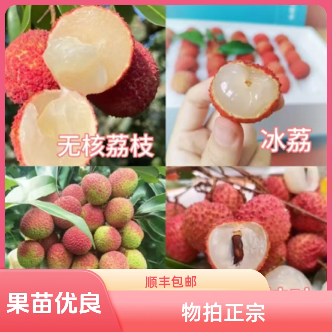 【顺丰包邮】正宗荔枝果苗冰荔 无核 仙进奉妃子笑果树苗木一物一拍