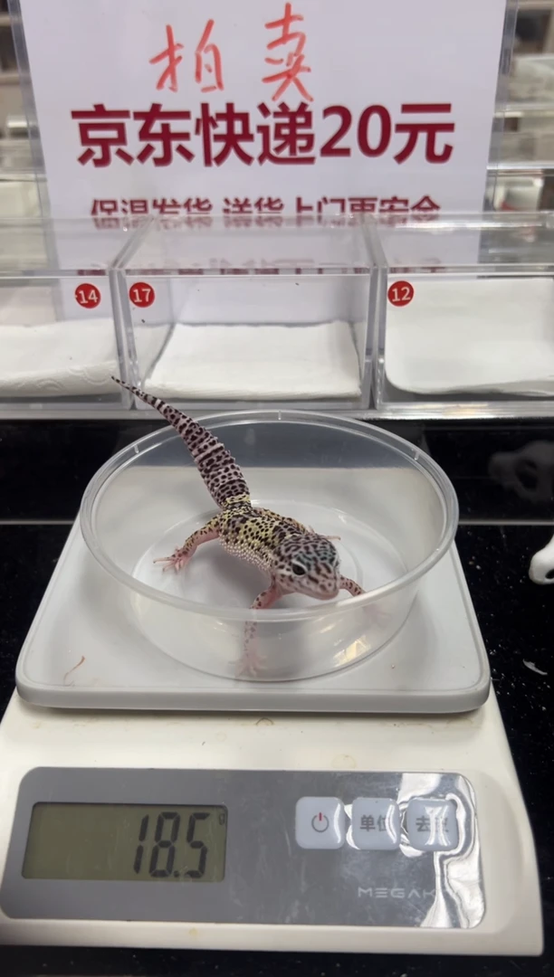 豹纹守宫111111111