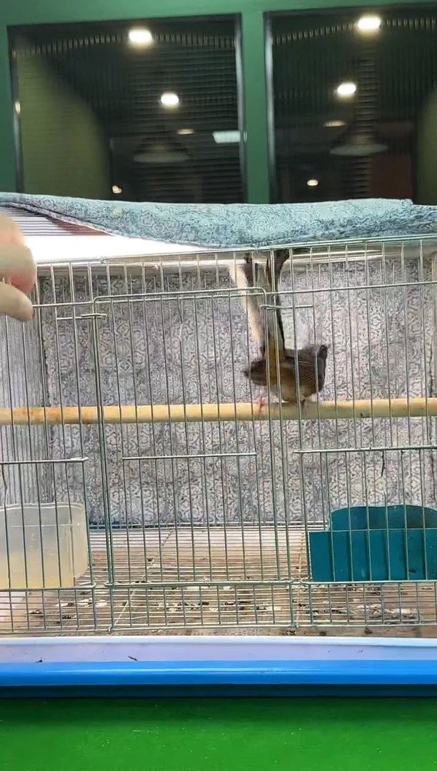 42号长尾养笼0元起拍