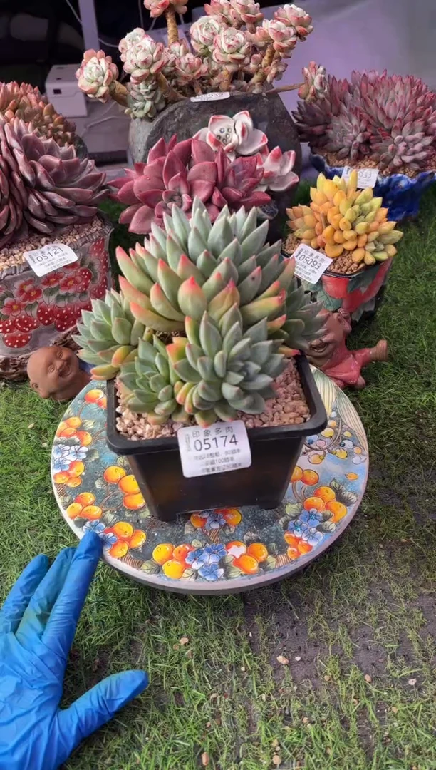 以*昆明印象多肉05174