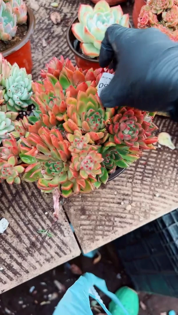 古****谈多肉植物一物一拍09069