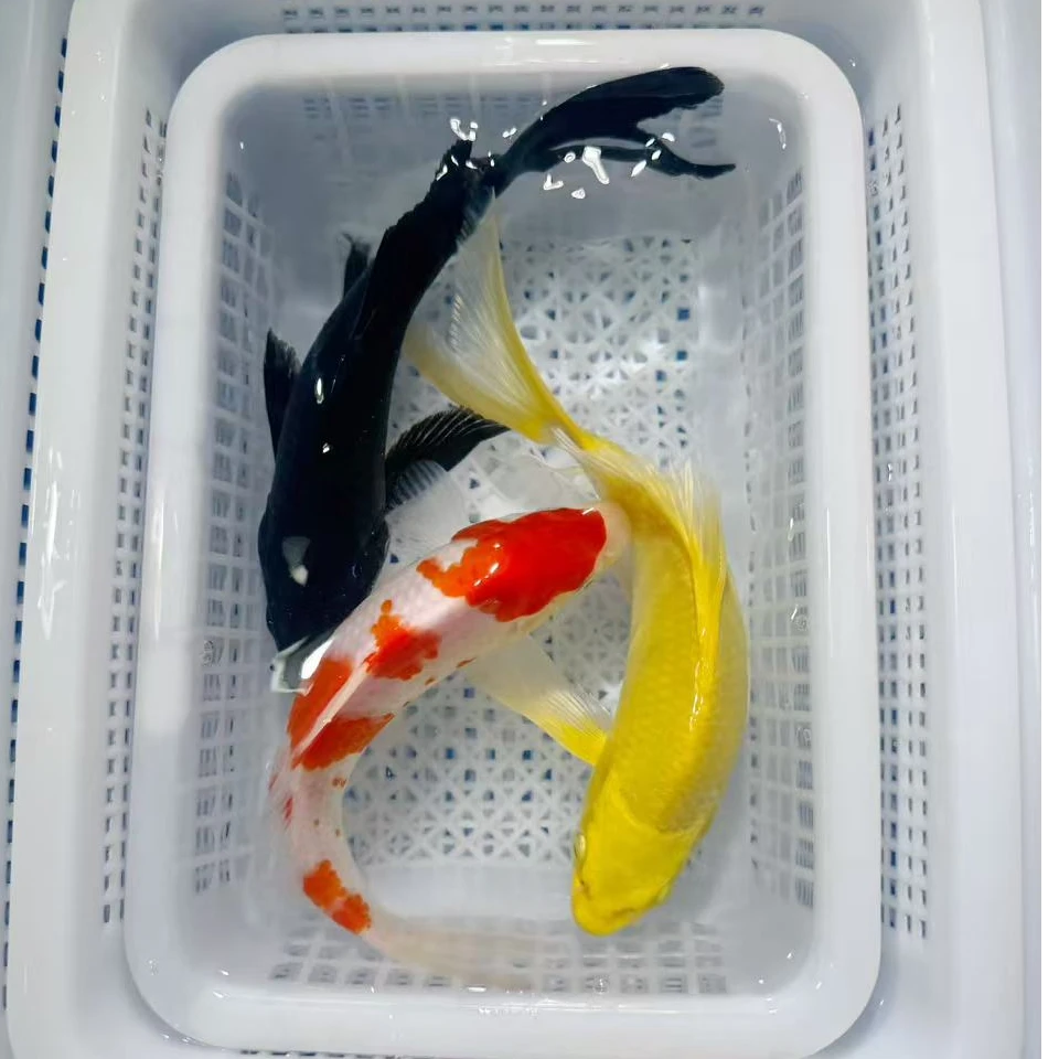 【1黄1黑1红白】3条18-20公分黄金锦鲤观赏鱼冷水鱼新手好养耐活