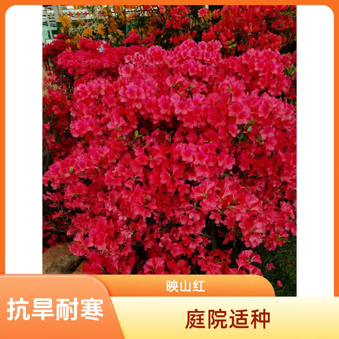 映山红，耐寒耐旱适合庭院家装盆栽植物