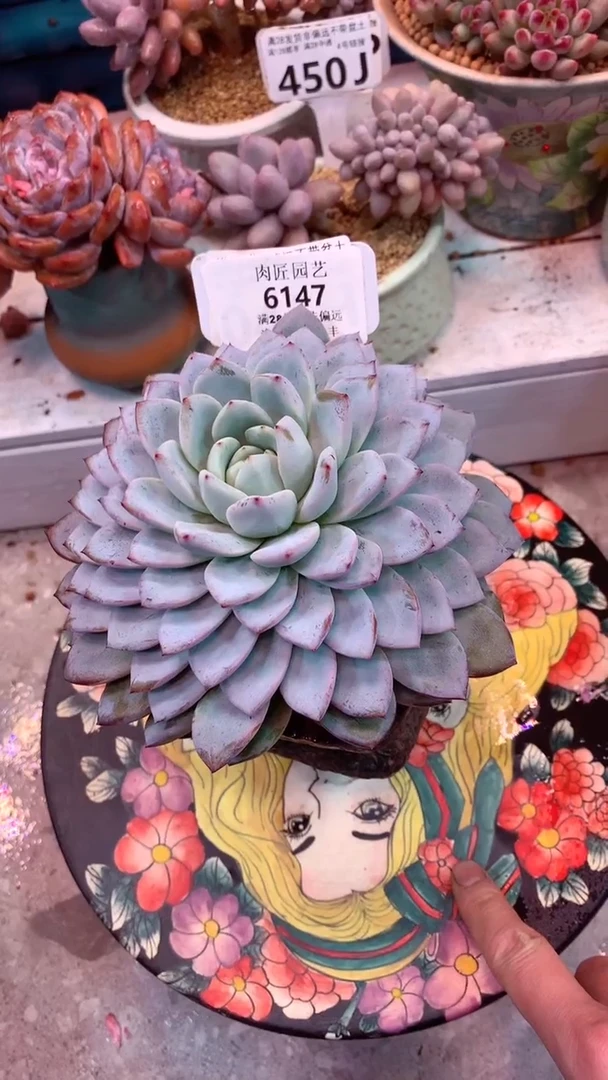 6147 模特区 点将唇