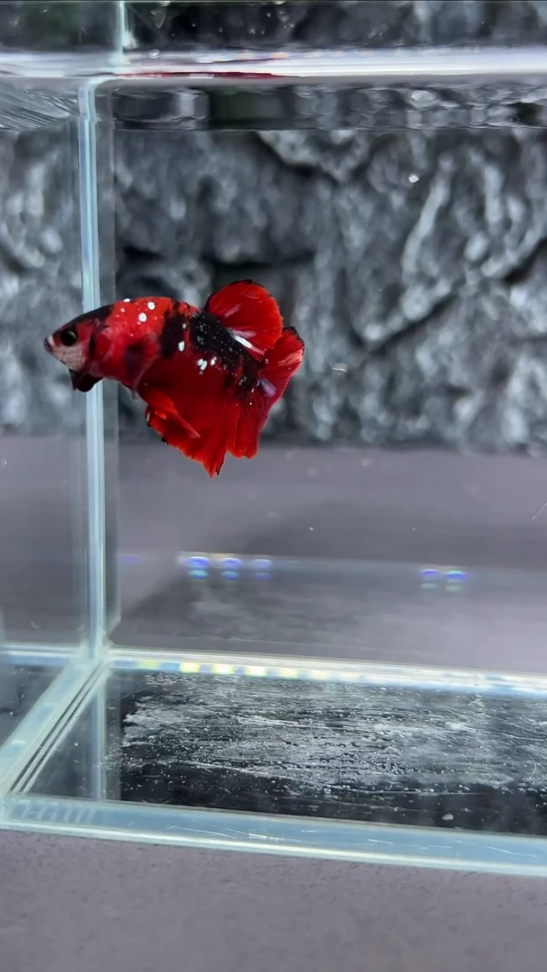 斗鱼斗鱼竞拍A017