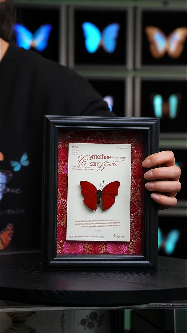 微瑕蝴蝶标本摆件一口价H895