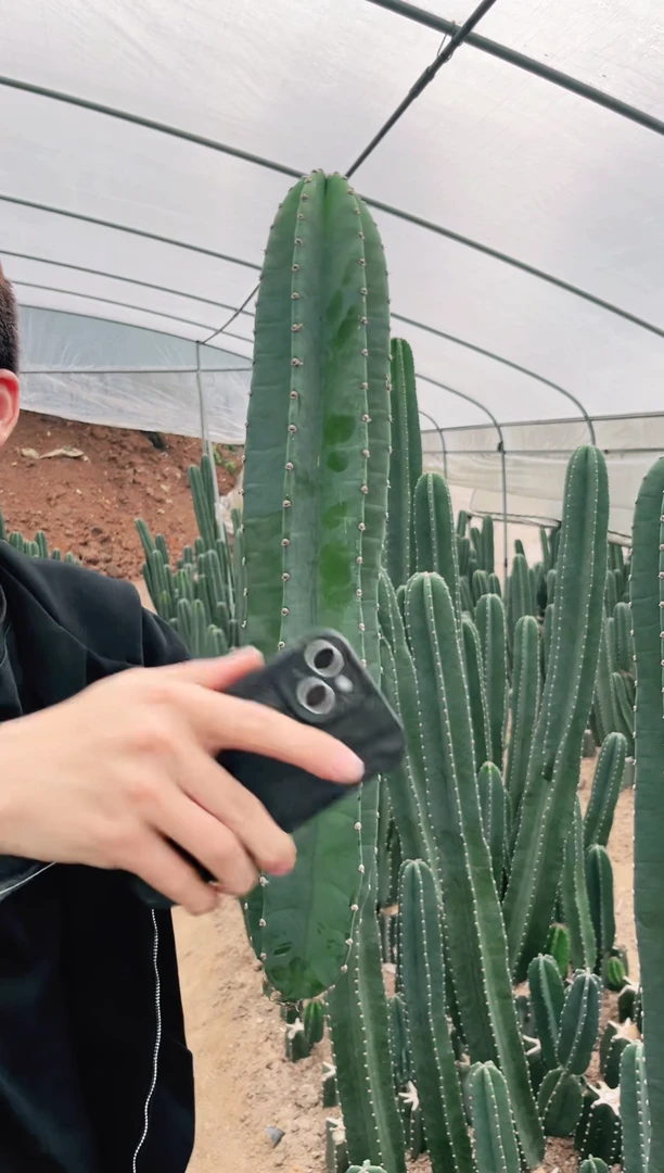 【闪购商品】30cm量天尺「无根」