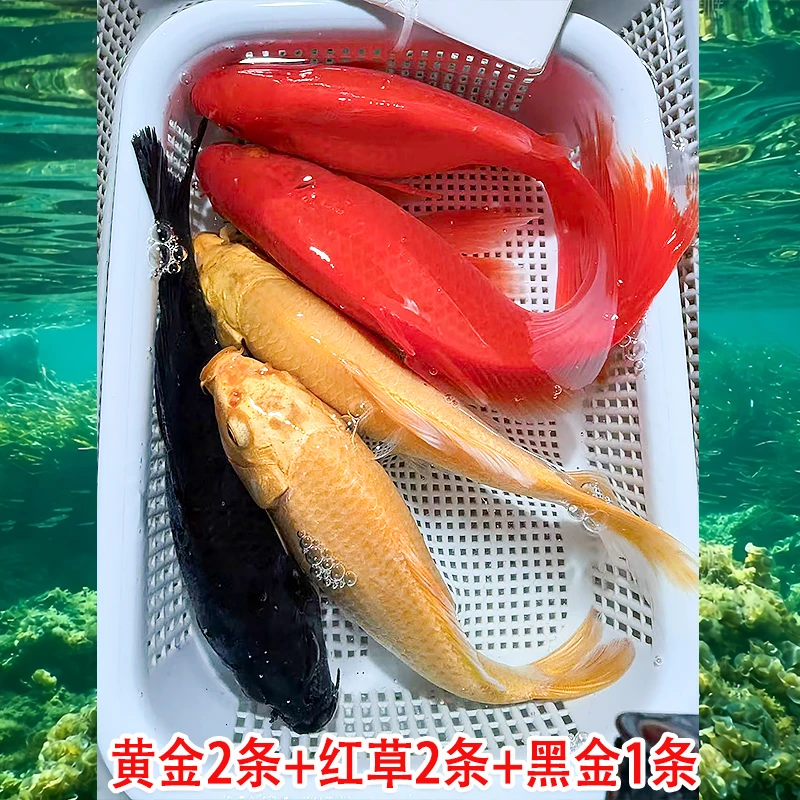 7号【13-15cm】黄金2红草2黑金1共5条精品观赏鱼、包邮