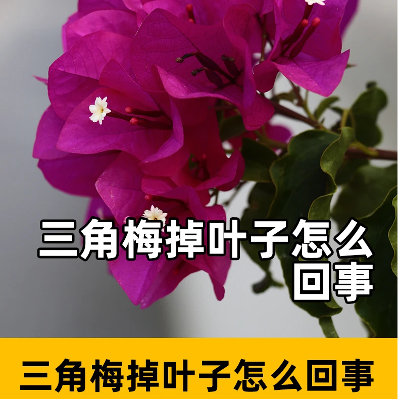 三角梅掉叶子怎么回事三角梅掉叶子怎么回事解决方法硫酸亚铁花肥