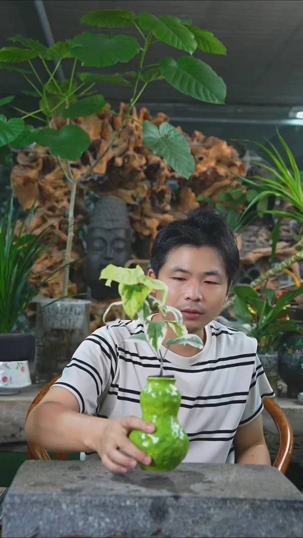 完全开放花叶龙吐珠344+