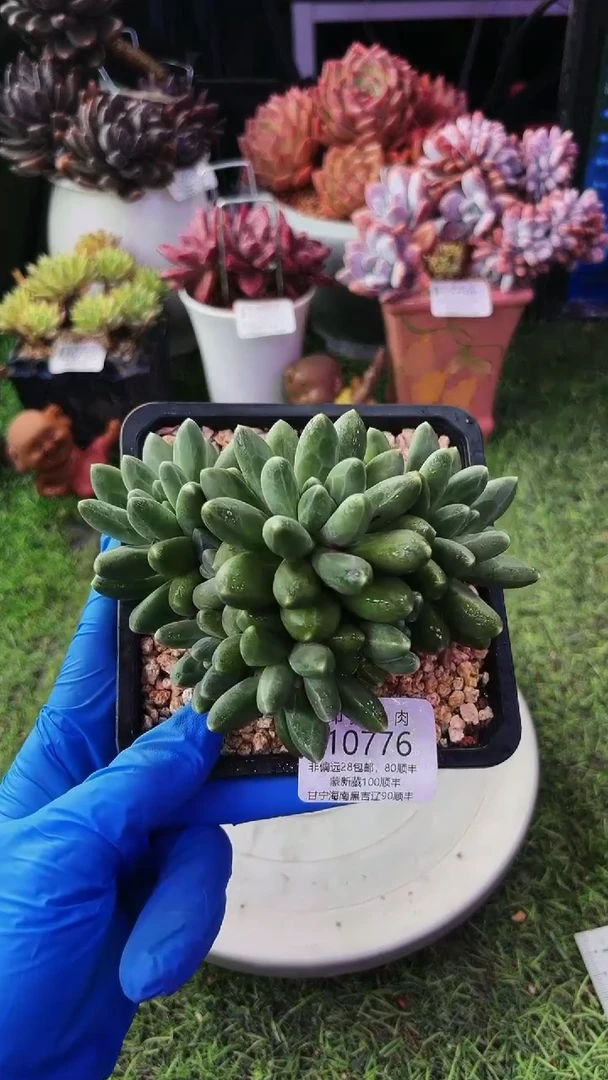 昆明印象多肉10776