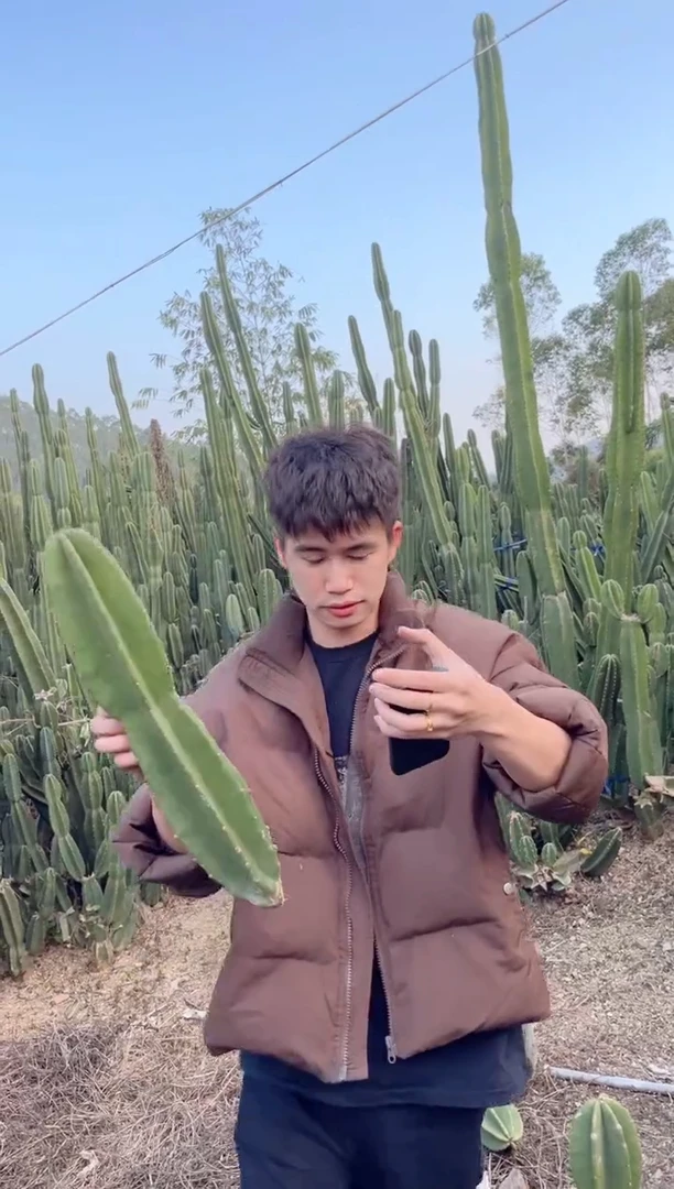 【闪购商品】20cm 量天尺【无根】 不指定带花苞