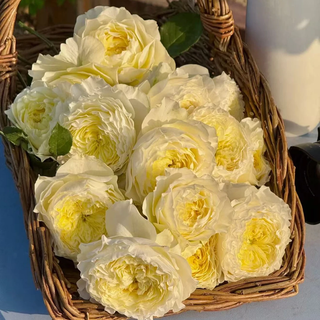 浮光月季 国月 灌木大花中香 嫩黄色 勤花多头 长势强健 抗病耐热