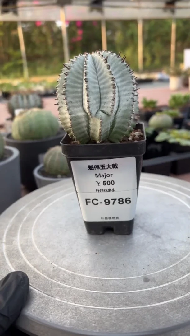 魁伟玉大戟FC-9786
