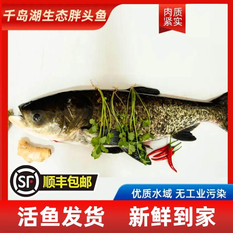 【胖头鱼】淳鲜舫千岛湖生态胖头鱼6-10斤/条捕捞活鱼发顺丰