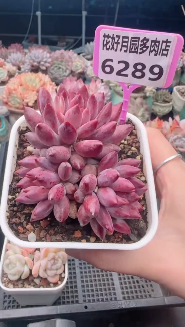 【闪购商品】6289.