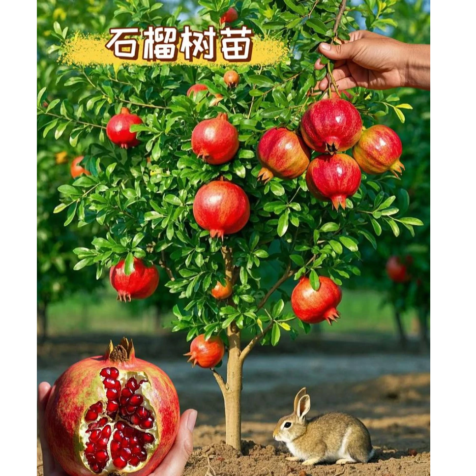 石榴树树苗突尼斯软籽石榴苗盆栽庭院果树特大带土无籽甜石榴树苗
